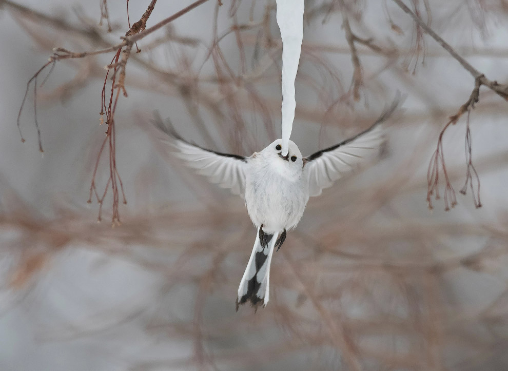 Лучшие кадры дикой природы с Wildlife Photographer of the Year 2019