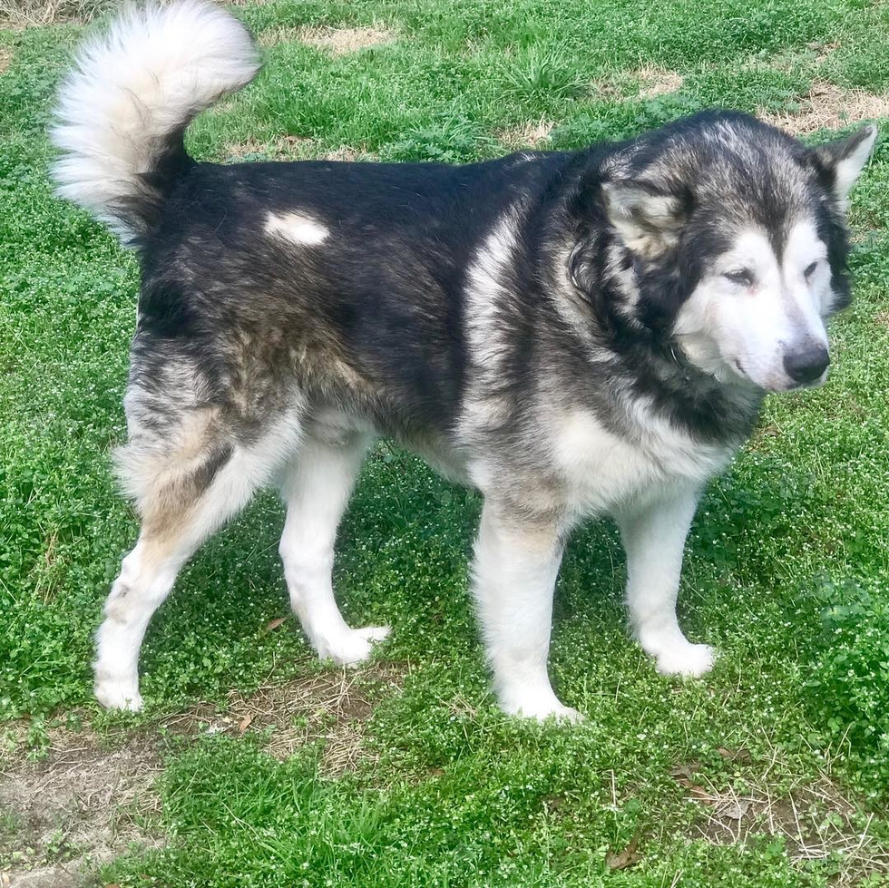 Так Один выглядит сейчас. Фото: instagram/odin_the_rescue_malamute