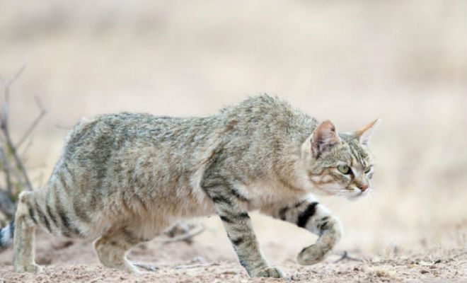 Как выглядели кошки 10 тысяч лет назад Как выглядели кошки 10 тысяч лет назад дикие коты