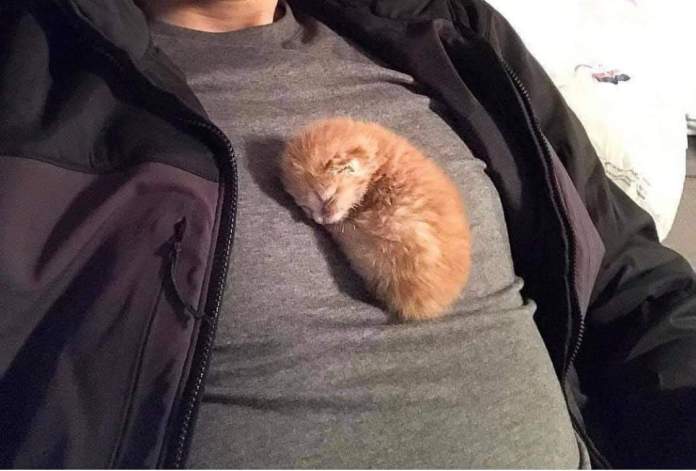 Без кота и жизнь не та