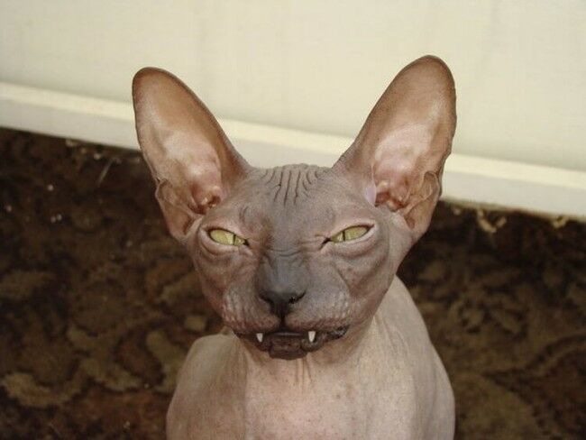 Забавные фотоистории из жизни кошек позитив,Смешные животные