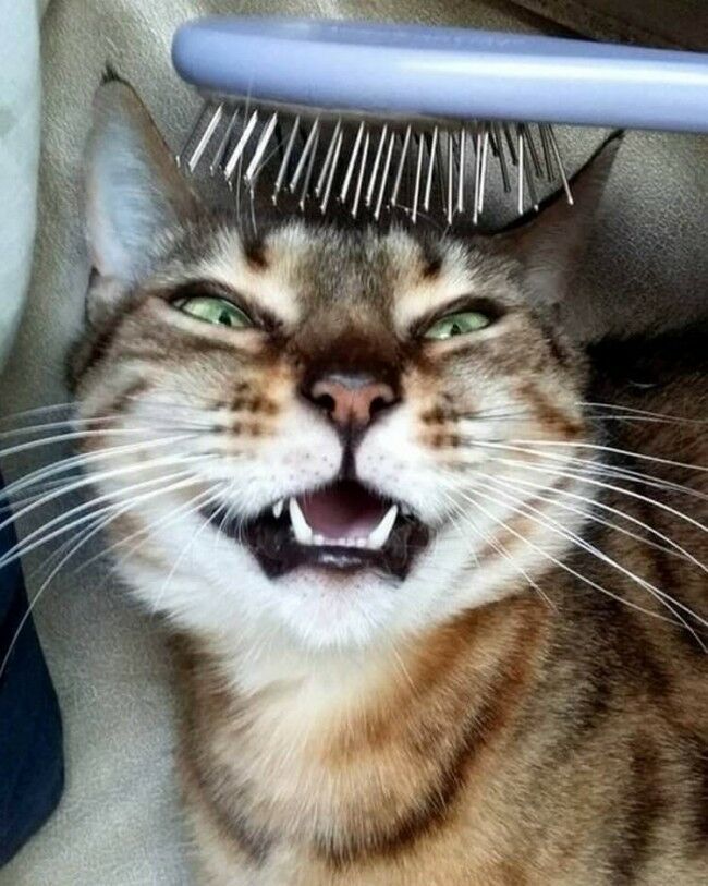 Забавные фотоистории из жизни кошек позитив,Смешные животные