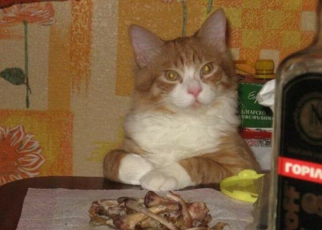 Забавные фотоистории из жизни кошек позитив,Смешные животные