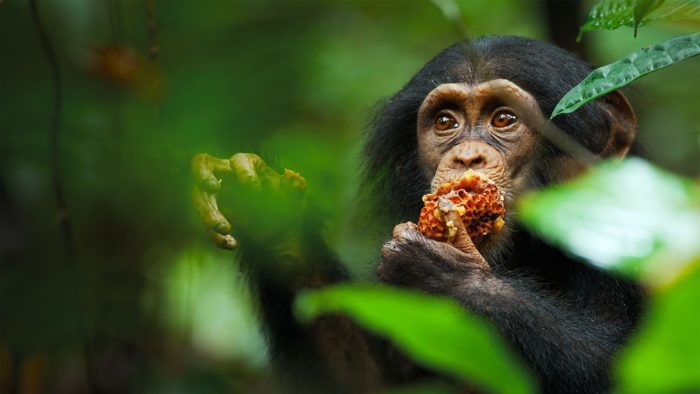 Особенности питания шимпанзе