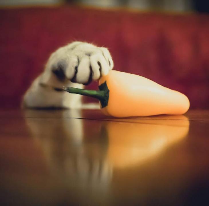 Прикольные коты вечно что-то воруют Прикольные коты вечно что-то воруют животные