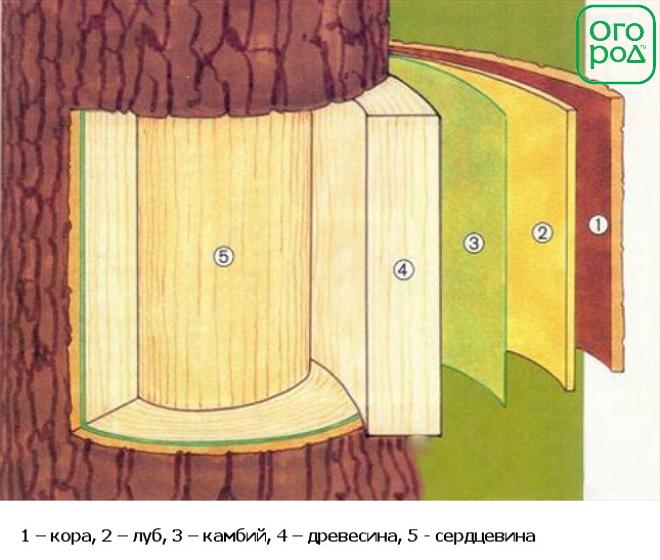 камбий, строение коры дерева