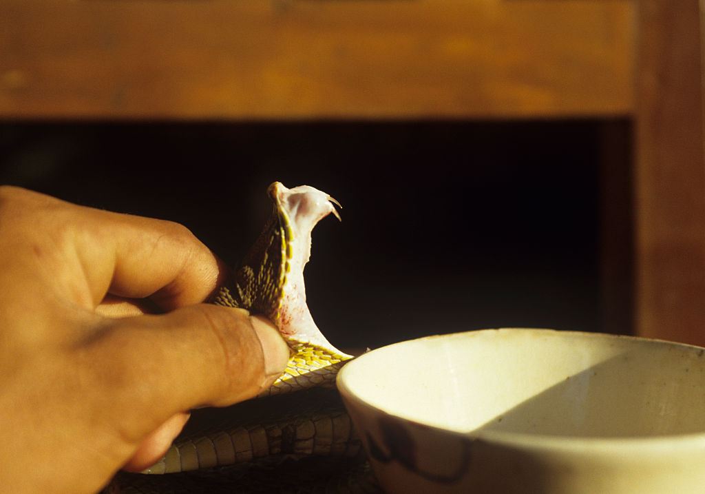 Профессия, где риск всегда на грани: как выживает змеелов Профессия, где риск всегда на грани: как выживает змеелов змеелов,Мужское