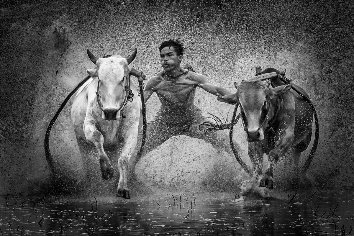 2 место в номинации «Фотографа года» среди любителей, 2020. Гонки на быках. Автор Джонатан Чуа