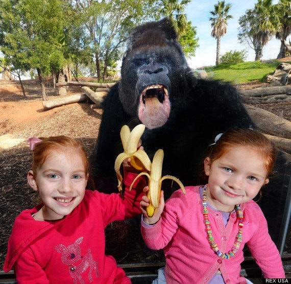 Горилла, которая любит бананы в кадре, главные герои, животные, забавно, смешно, фото, юмор
