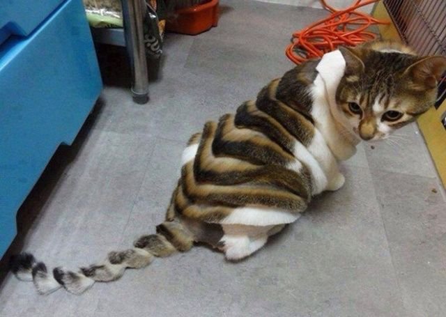 Когда хотел динозавра, но завел кота Когда хотел динозавра, но завел кота