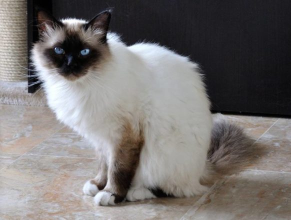 Самые красивые модные кошки породы бирма
