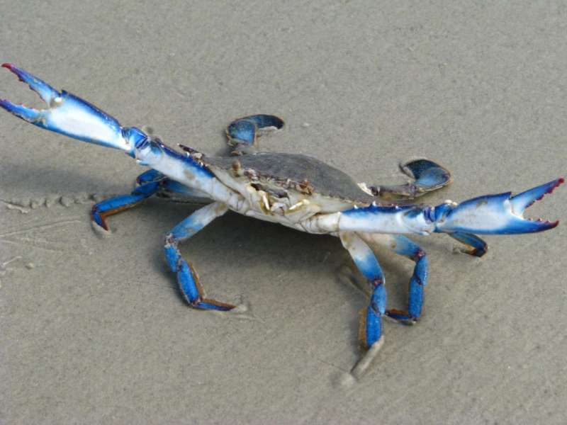 Голубой краб  (лат. Callinectes sapidus) 