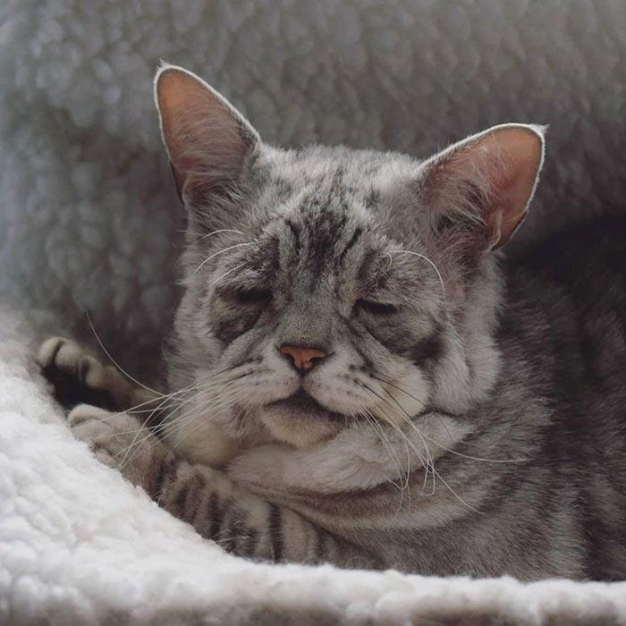 Тоби — кот с обвисшей кожей, который, наконец, нашёл свой любящий дом и теперь счастлив 
