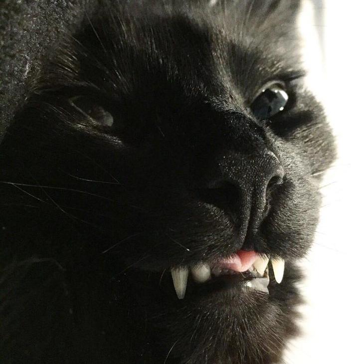 Люди делятся самыми неудачными фотографиями своих питомцев, и это очень смешно Люди делятся самыми неудачными фотографиями своих питомцев, и это очень смешно