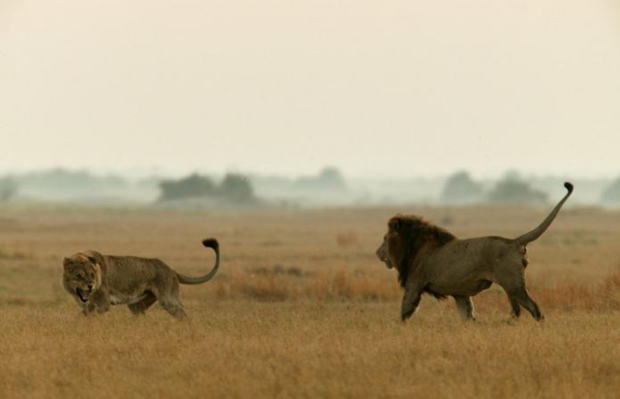 Интересное о животных. Кто быстрее: лев или лось?