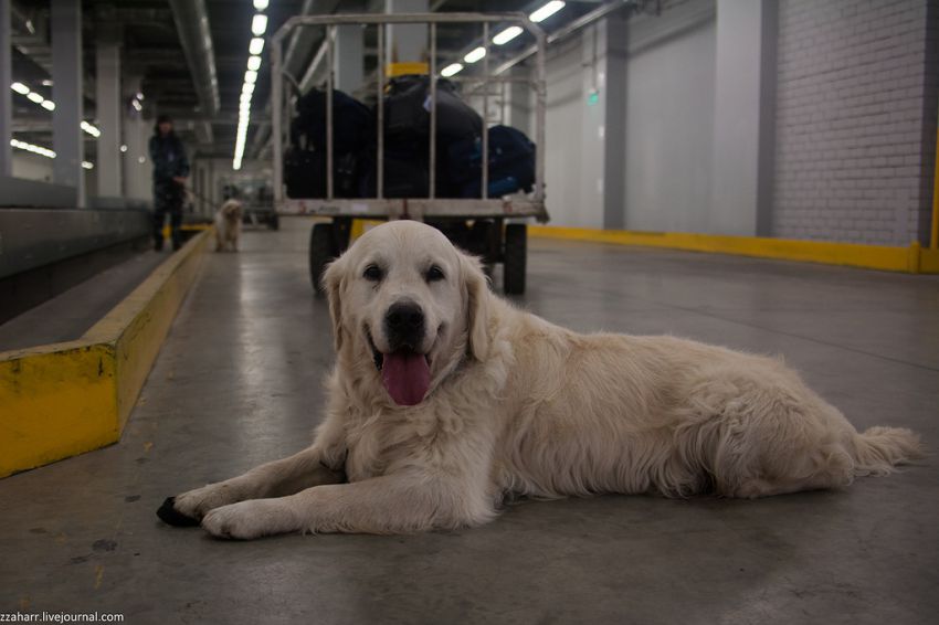 аэропорт, Кинолог, собака, Екатеринбург
