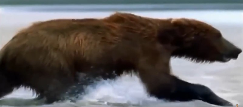 Стремительный бросок медведя Животные  фото, борьба, выживание, животные, охота, природа