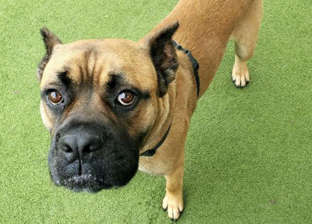 собака гуляет