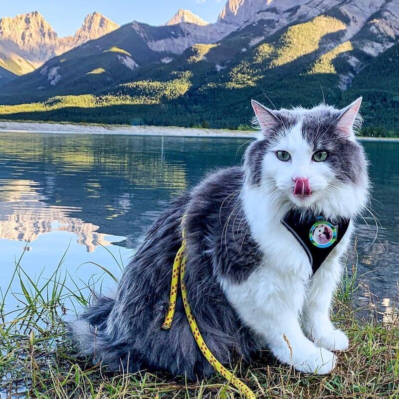 Пушистый кот из Канады гуляет по горам и ведёт Инстаграм, которому позавидует любой тревел-блогер Кот путешественник,мир,отдых,путешествие,турист