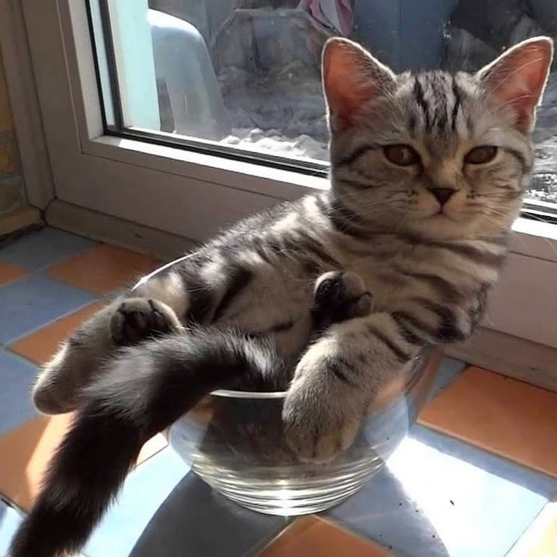 Коты, которых можно налить в любую емкость животные, приколы, удачный кадр, юмор