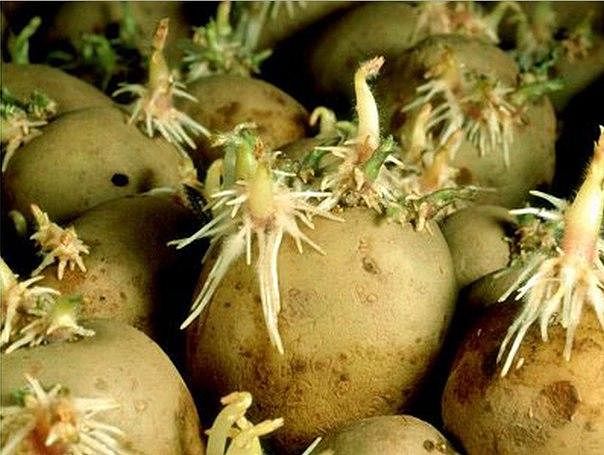 Картинки по запросу ростки картофеля