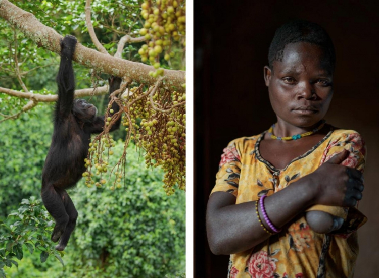В Уганде шимпанзе объявили войну людям шимпанзе, обезьян, людей, чтобы, Нтегека, просто, детей, местные, также, жители, особенно, всего, Семата, когда, более, Шимпанзе, начали, начать, имени, женщины