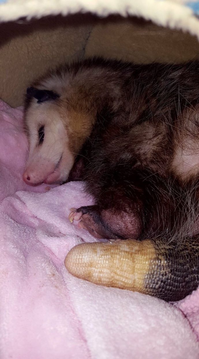 2-opossum.jpg