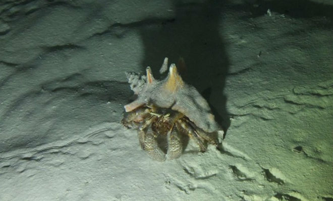 Голубая дыра: ученые разгадали тайну большая голубая дыра