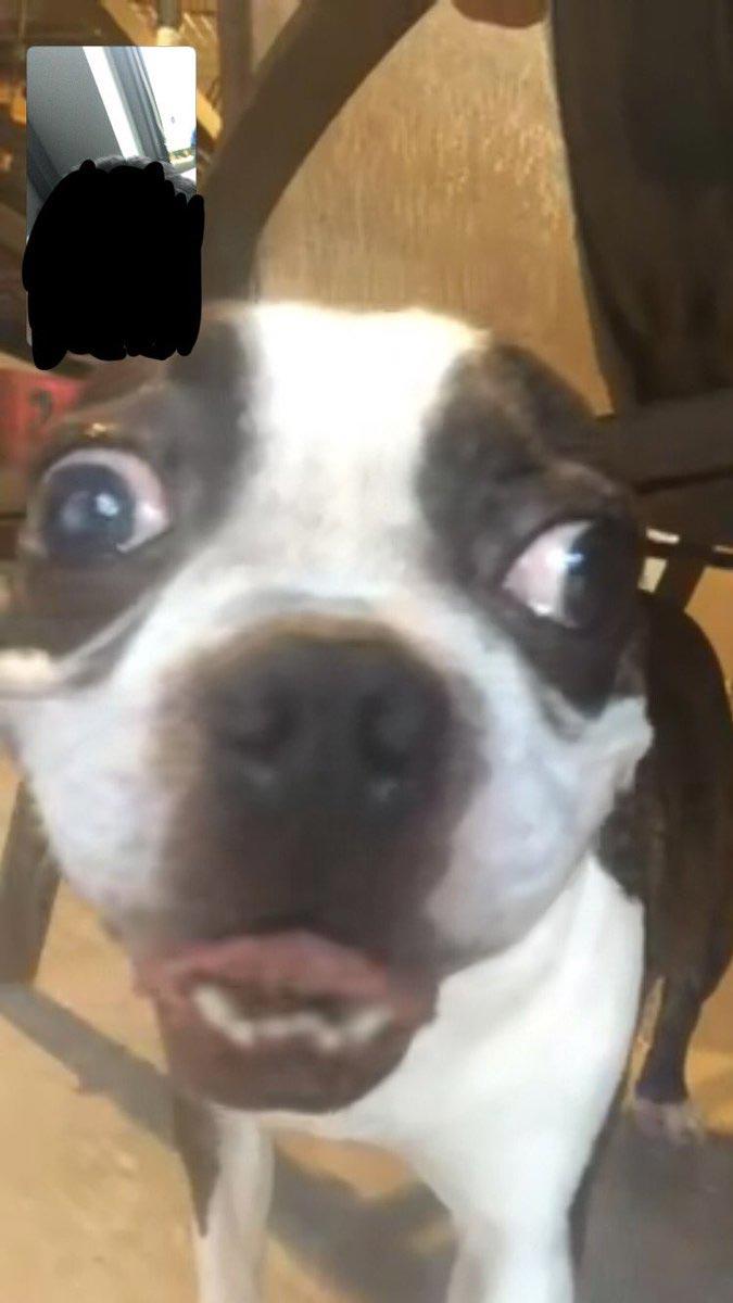 Люди делятся самыми неудачными фотографиями своих питомцев, и это очень смешно Люди делятся самыми неудачными фотографиями своих питомцев, и это очень смешно