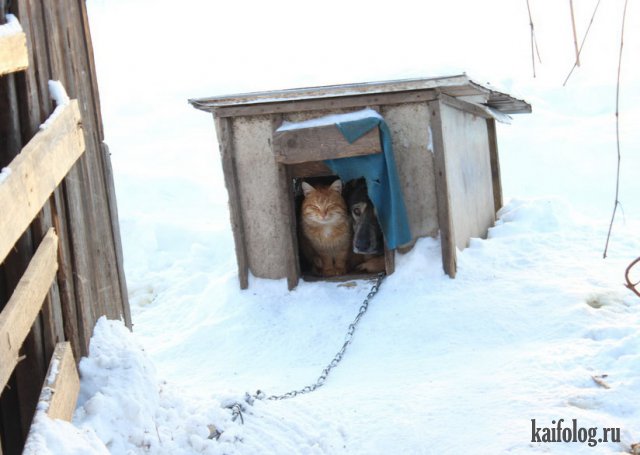 Прикольные коты (40 фото)