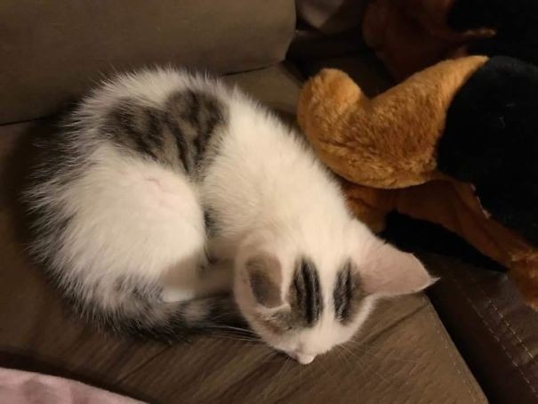 Природа рисует: самые удивительные кошачьи окрасы животные, забавно, коты, кошки, неожиданно, окрас, окрас кошек, фото