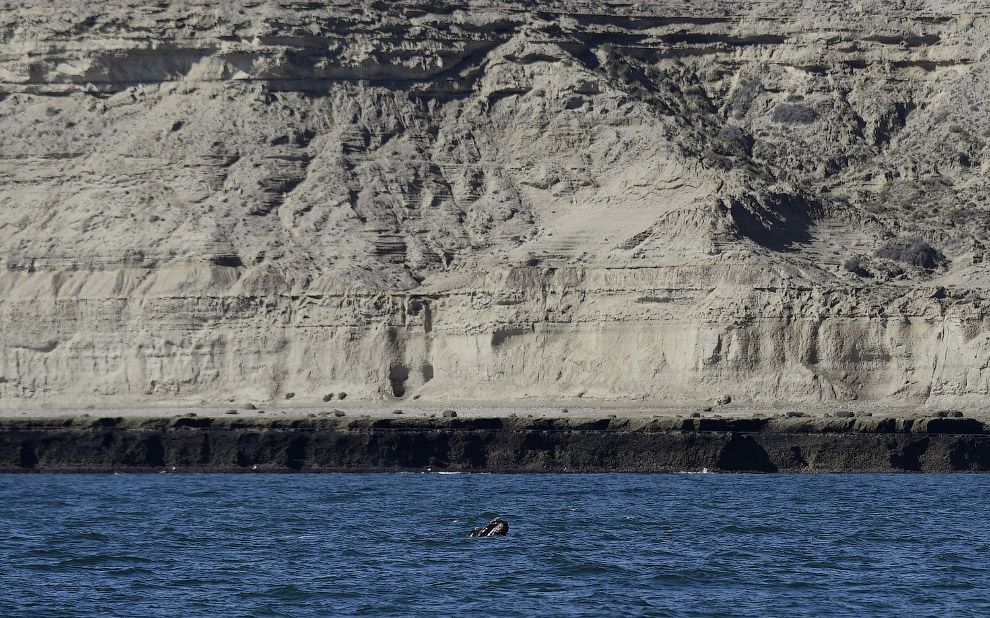 Южный кит высунул из воды морду