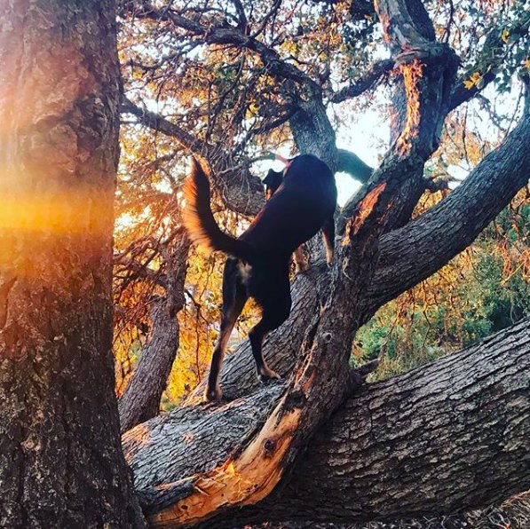 dog-climbing-tree