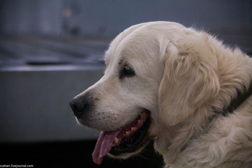 аэропорт, Кинолог, собака, Екатеринбург