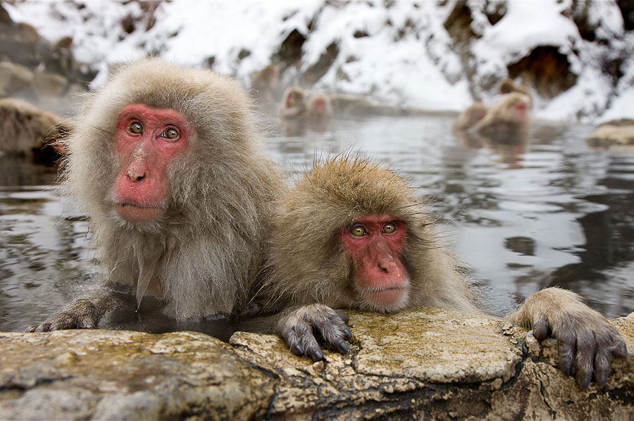 Парк обезьян в «Адской долине» обезьян, термальных, обезьяны, источниках, колония, японских, проводят, макак, Дзигокудани, оттенком, источникахПереживать, коричневатым, шерсть, тёмносерая, густая, помогает, обезьянам, холода , удивительный, морозы