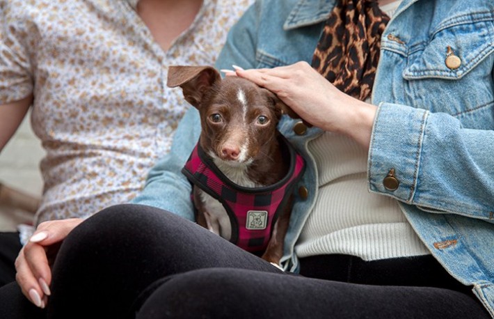 07-cletus-the-dog-710x458