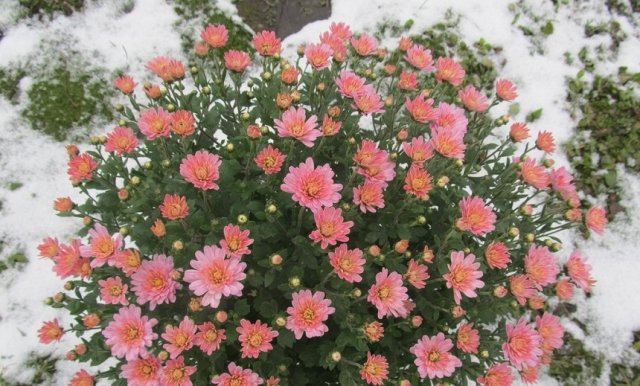 хризантемы в снегу
