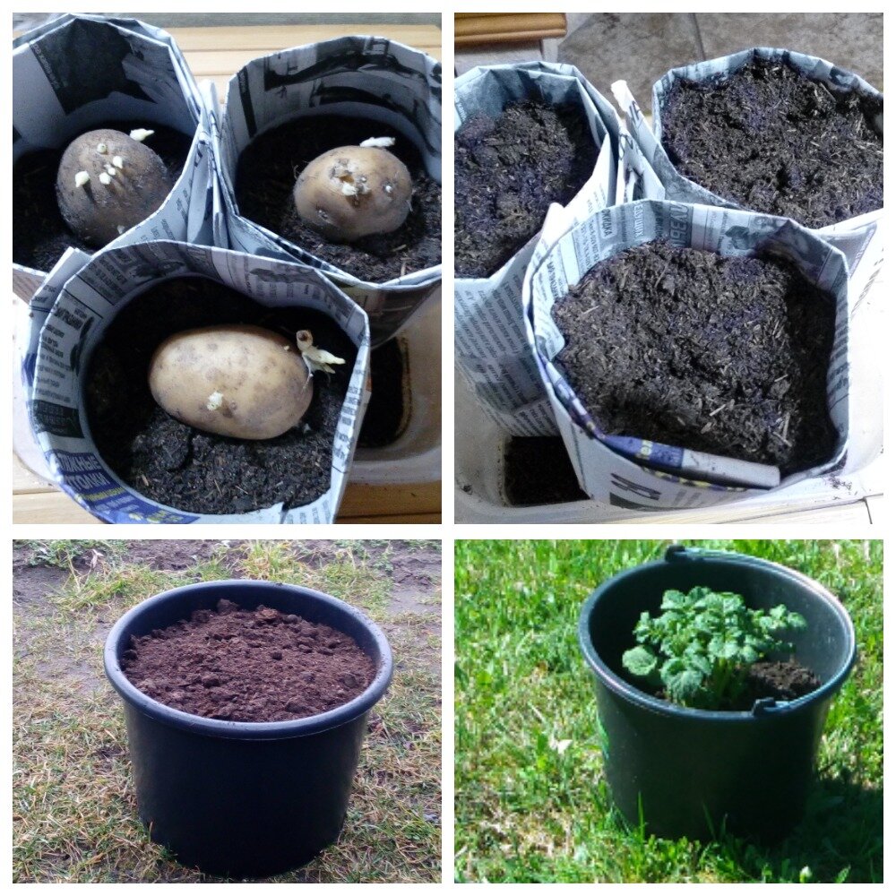 Как посадить картошку в ведре фото пошаговое