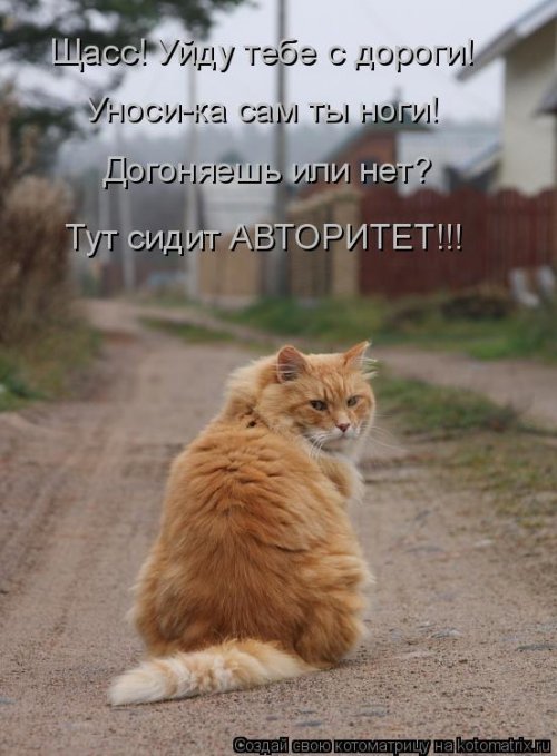 Рыжая котоматрица (12 шт)