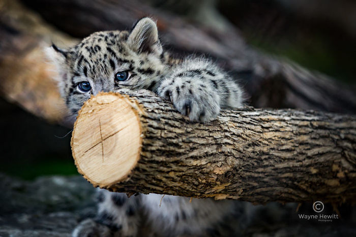Snow Leopard Cub