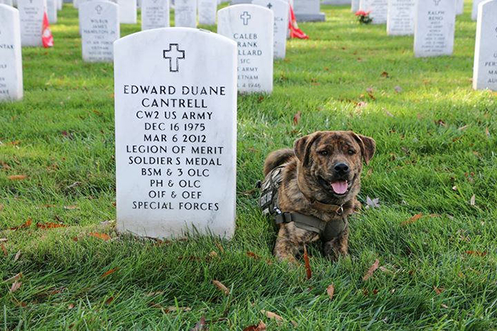 Собака у могилы ветерана.