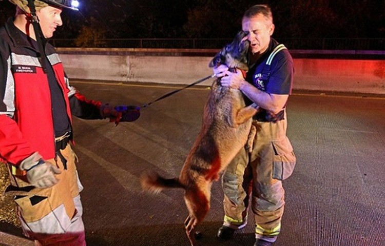 15 историй спасения животных, которые выражают настолько искреннюю благодарность своим спасителям, что даже самое чёрствое сердце растает 15 историй спасения животных, которые выражают настолько искреннюю благодарность своим спасителям, что даже самое чёрствое сердце растает