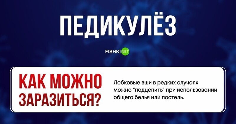 Что нужно помнить о бытовых методах передачи опасных заболеваний венерические заболевания,гигиена,здоровье,ЗПБП,ЗППП,инфекции,медицина