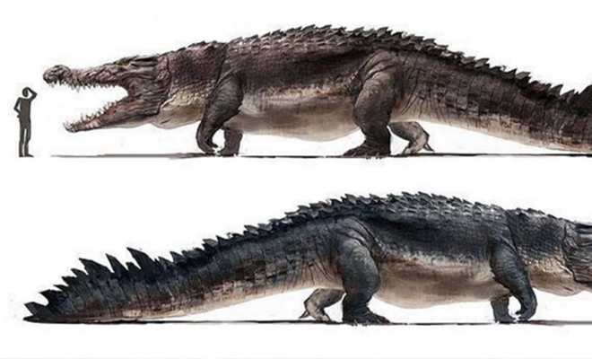 8 миллионов лет назад в Амазонии жил самый крупный хищник в истории. Его воссоздали и поняли, что длина крокодила была 20 метров метров, недавно, меньше, более, доисторические, выглядит, высшим, крокодил, человеком Гигантский, сравнению, гигант, около, Посмотрите, Сильный, весили, длиной, вырастали, огромномуПурусзавры, комуто, принадлежавшие