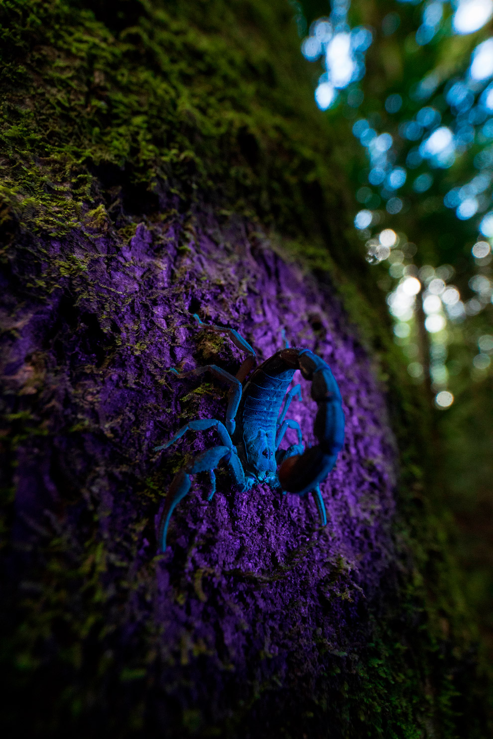 Лучшие фотографии природы от Британского экологического общества British, Ecological, Society, Photography, García, Roberto, Khristian, Valencia, семейства, ужеобразных, улиткоед, Любит, CompetitionДымчатый, Whitworth, Andrew, КостаРика, полуострове, CompetitionЛенивец, Британское, Колумбии