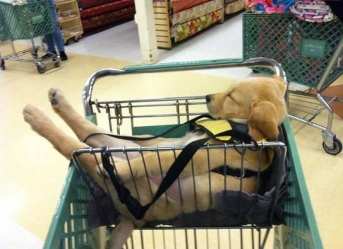 Прикольные картинки скрасят понедельник (40 шт)