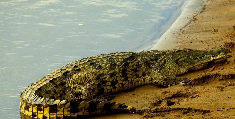 Гельта Аршей: как посреди Сахары оказались нильские крокодилы