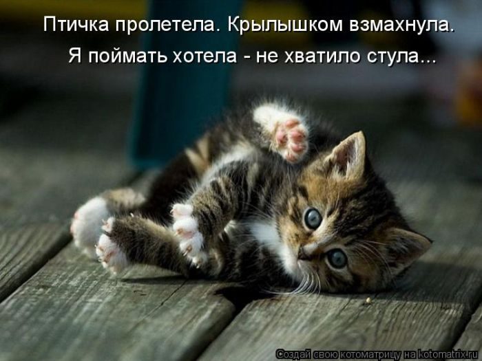 Лучшие котоматрицы за прошедшую неделю