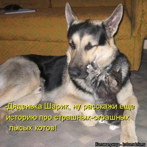 Свежая котоматрица (26 фото)