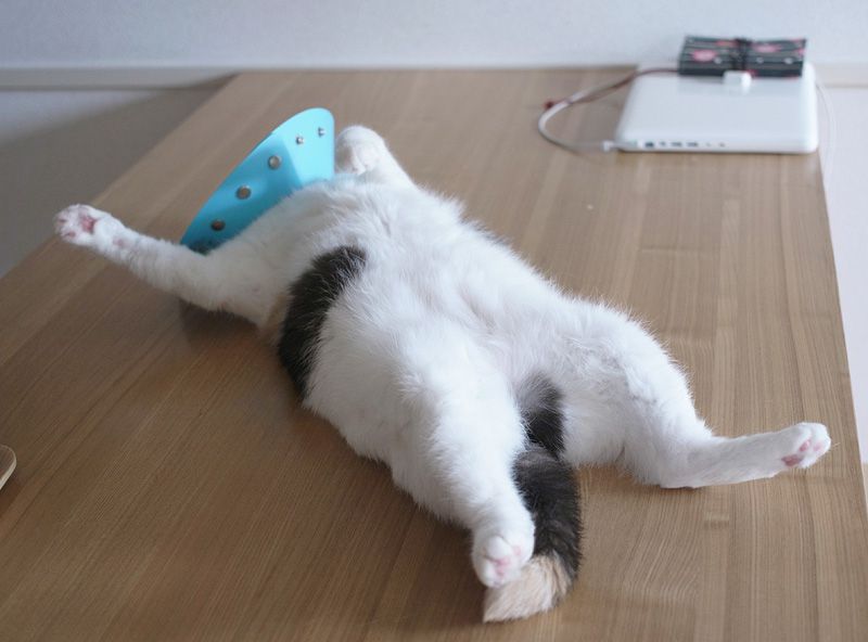 Хозяин, выпусти! 